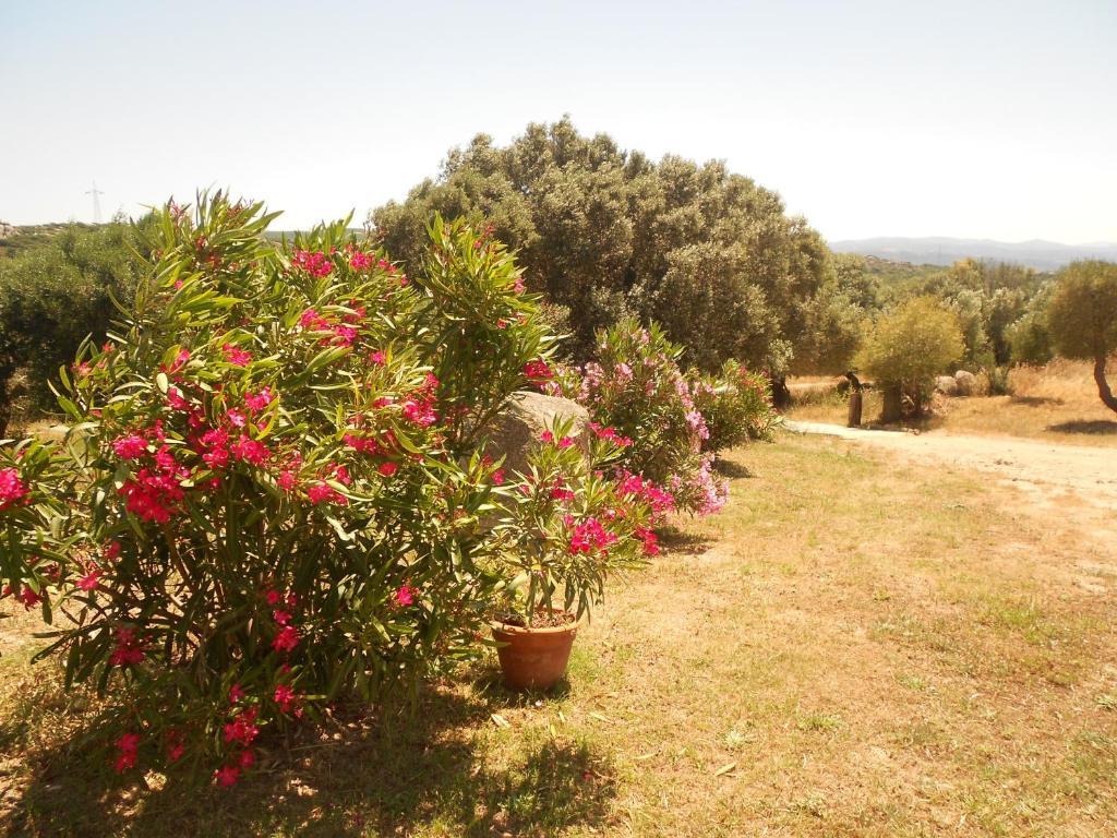 B&B L' Incantu Santa Teresa Gallura Exterior photo